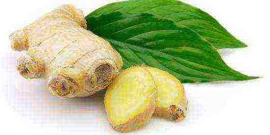 how to grow ginger root at home