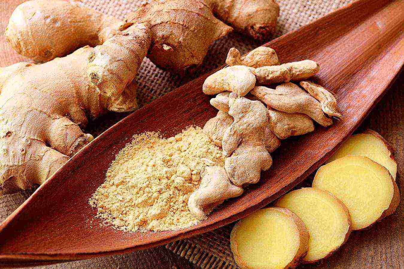 how to grow ginger root at home