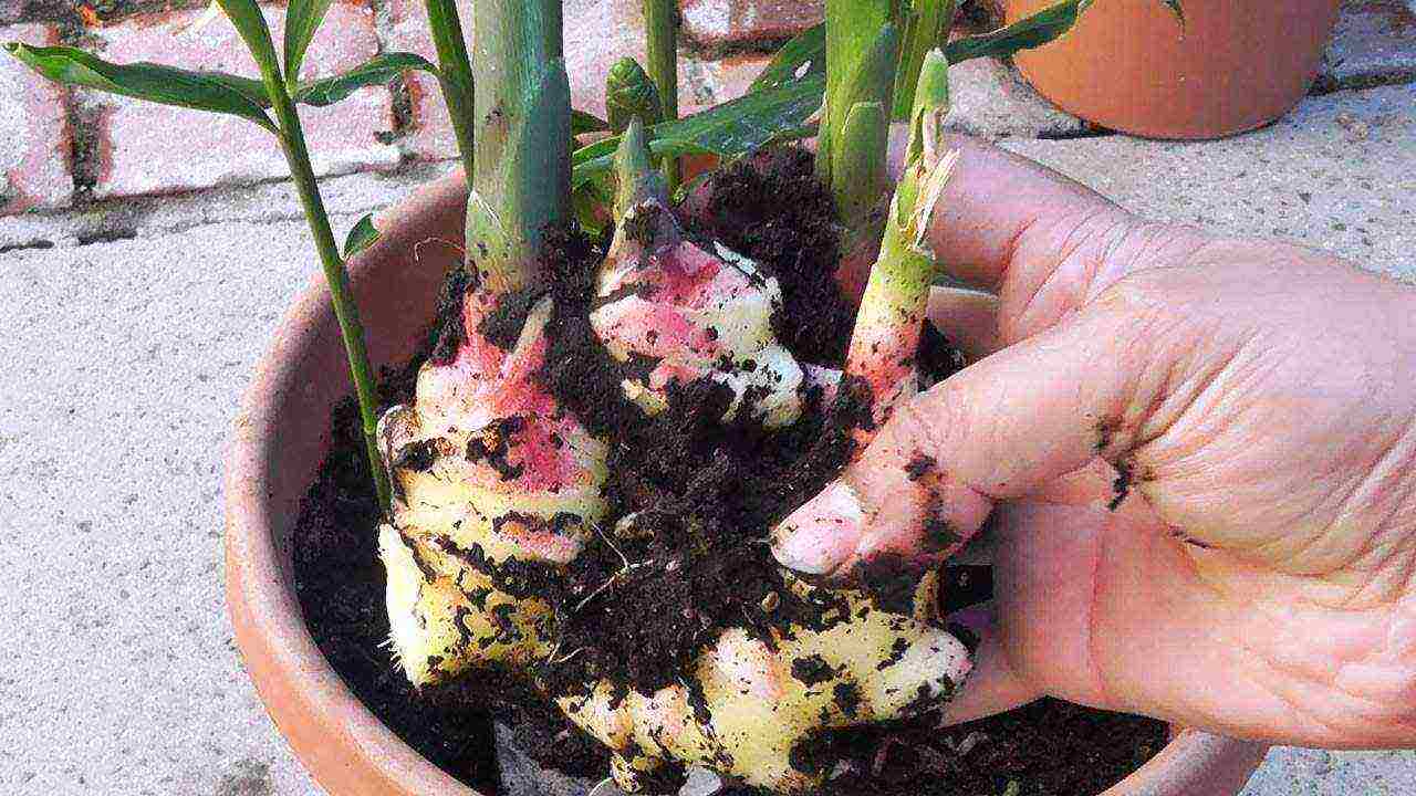 how to grow ginger root at home