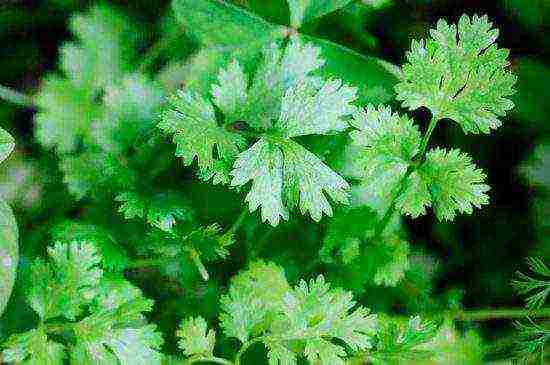 how to grow coriander at home