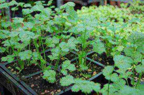 how to grow coriander at home