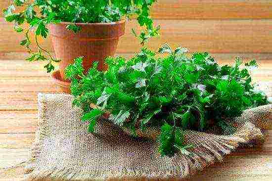 how to grow coriander at home