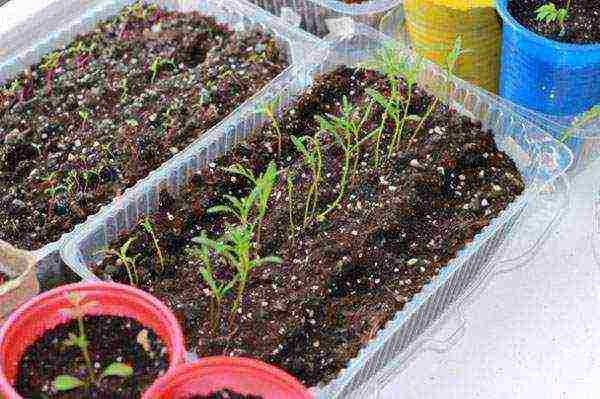how to grow cosmea at home