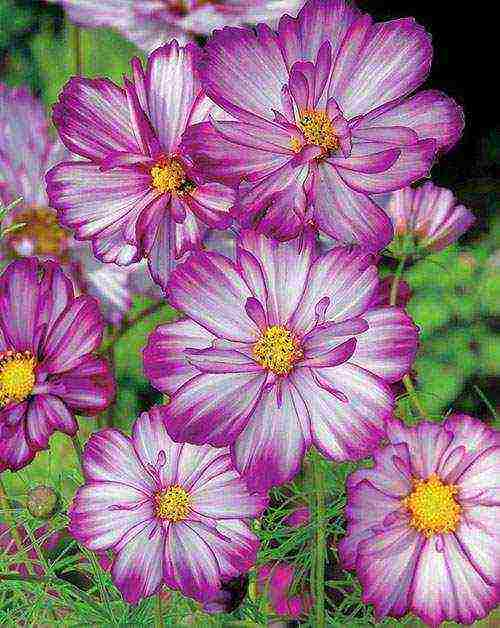 how to grow cosmea at home