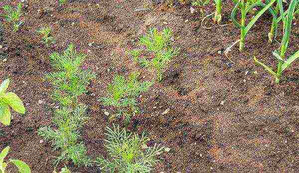 kung paano palaguin ang cosmea sa bahay