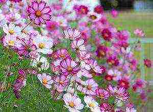 how to grow cosmea at home