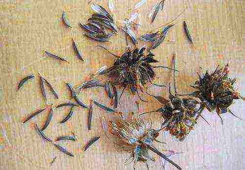 how to grow cosmea at home