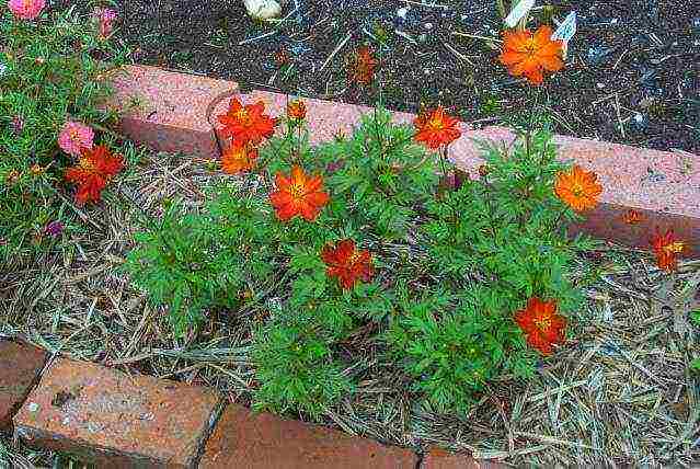 kung paano palaguin ang cosmea sa bahay