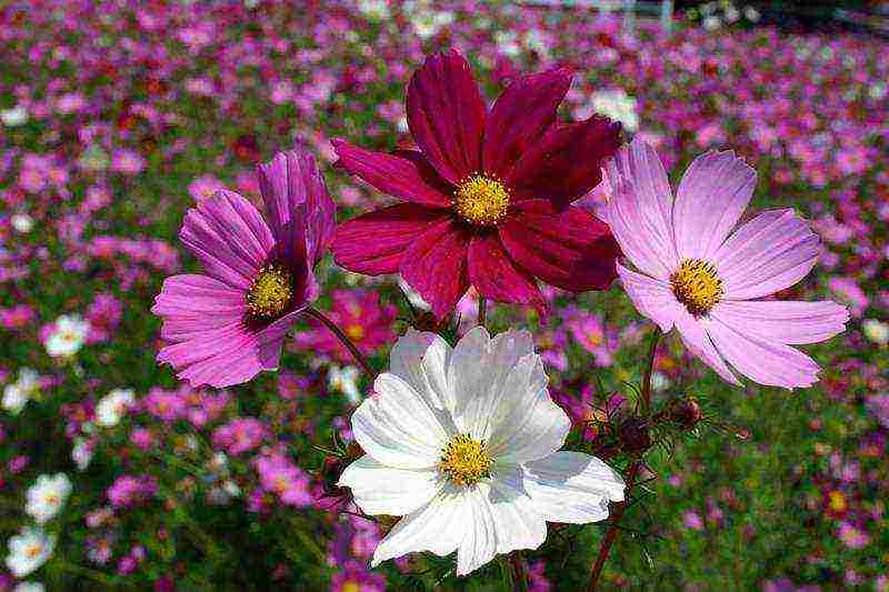 how to grow cosmea at home