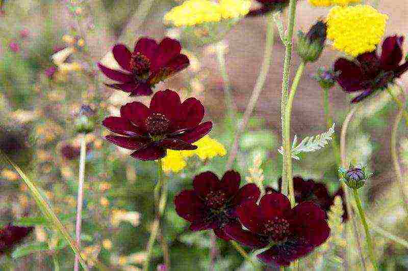 kung paano palaguin ang cosmea sa bahay