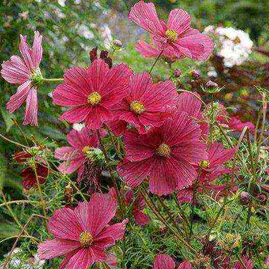 kung paano palaguin ang cosmea sa bahay