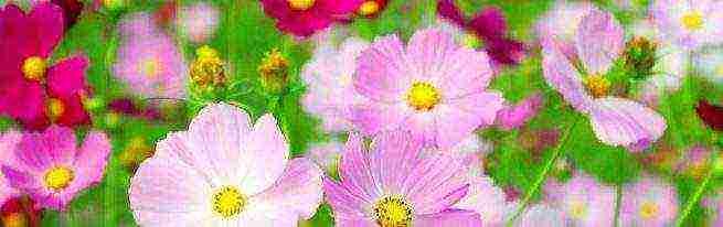 how to grow cosmea at home