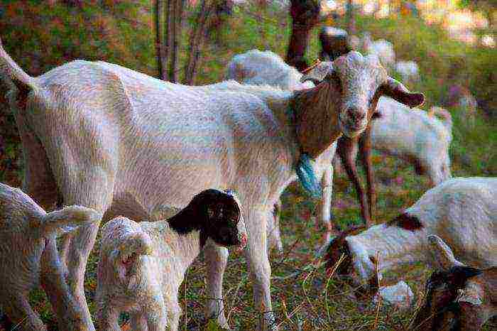 kung paano mag-alaga ng kambing sa bahay