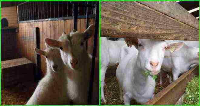 how to raise goats at home