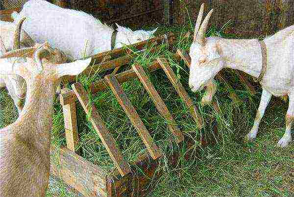 kung paano mag-alaga ng kambing sa bahay