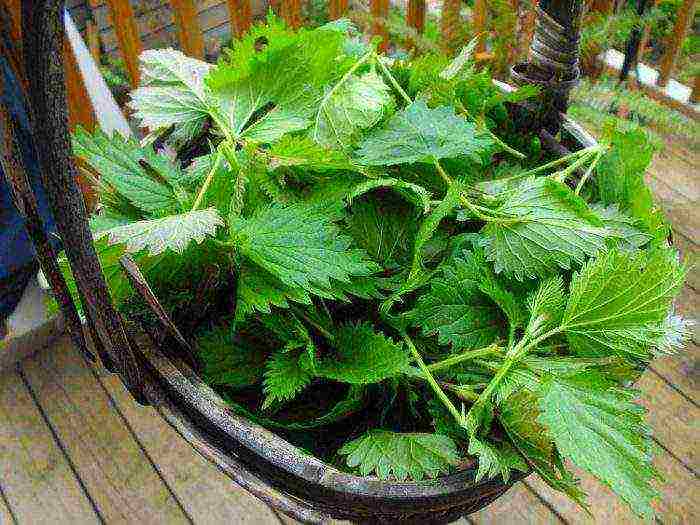 kung paano palaguin ang mga nettle sa bahay