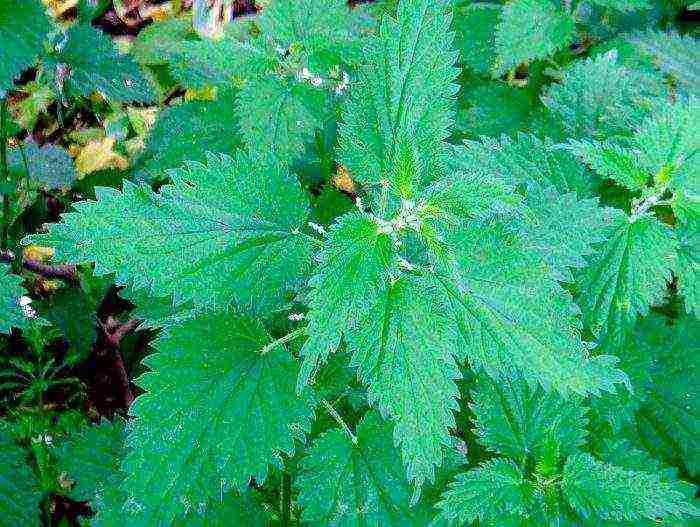 how to grow nettles at home
