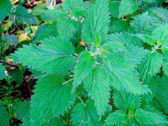 kung paano palaguin ang mga nettle sa bahay