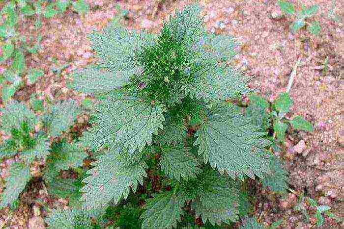 how to grow nettles at home