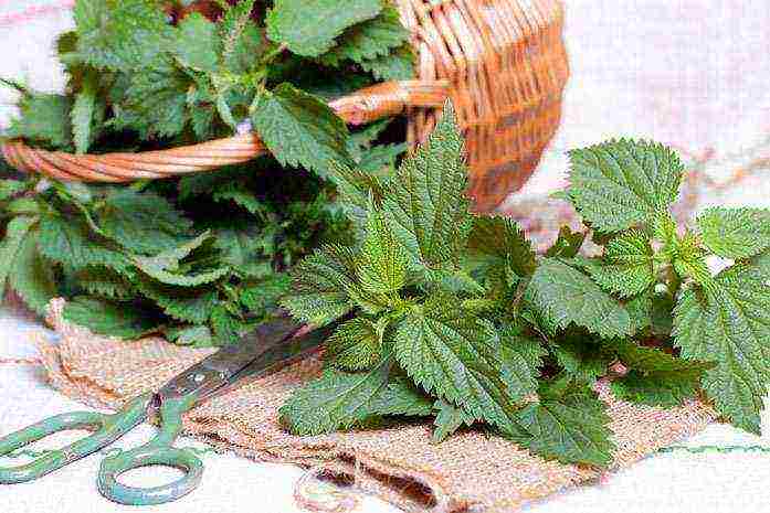 how to grow nettles at home