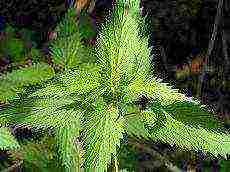 how to grow nettles at home