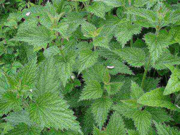 how to grow nettles at home