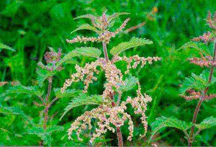 how to grow nettles at home