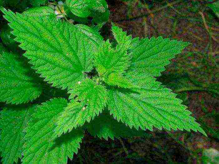 how to grow nettles at home