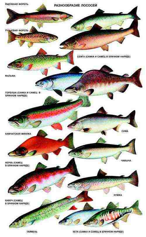 how to grow red fish at home