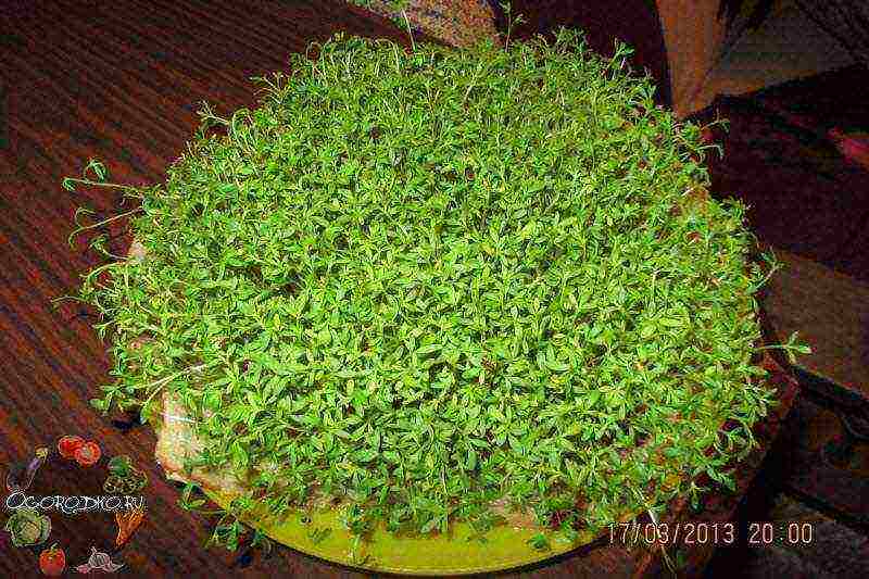 kung paano palaguin ang watercress sa bahay