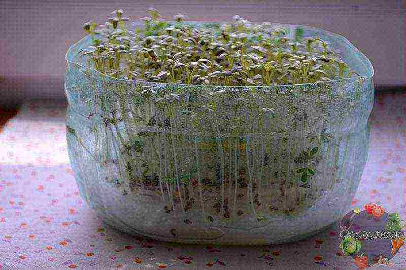 how to grow watercress at home