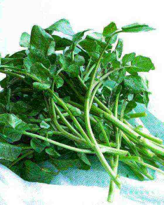 kung paano palaguin ang watercress sa bahay