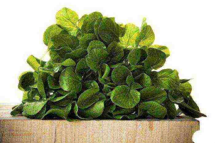 how to grow watercress at home