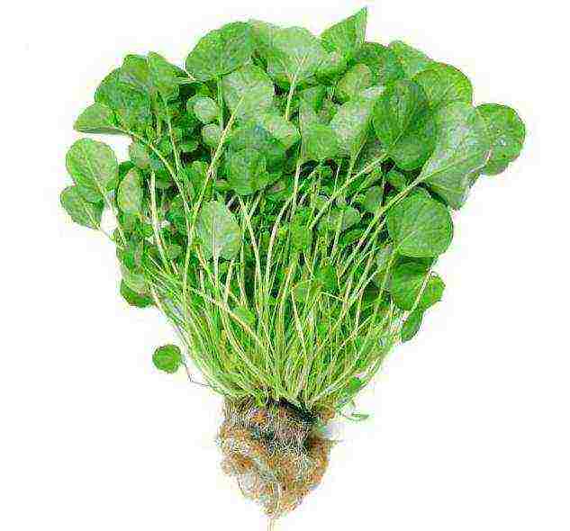 how to grow watercress at home