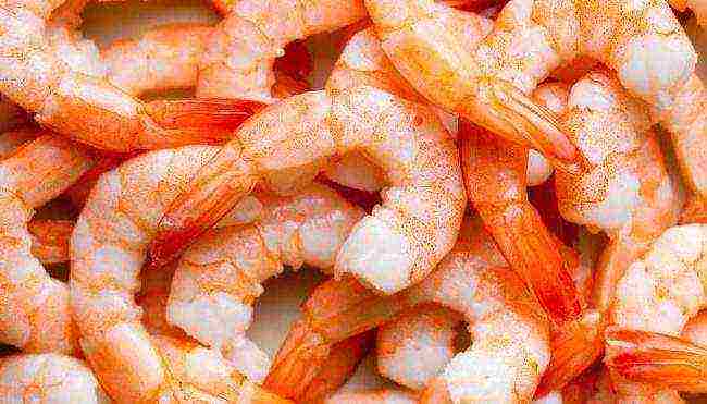 how to grow shrimp at home