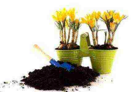 how to grow crocus at home