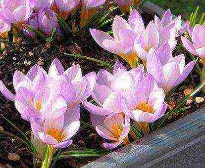 how to grow crocus at home