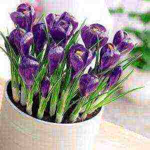 how to grow crocus at home