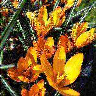 how to grow crocus at home