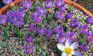 how to grow crocus at home