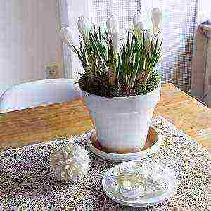 how to grow crocus at home