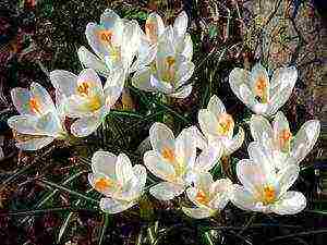 how to grow crocus at home