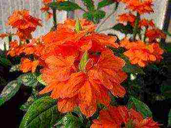 how to grow crossandra at home