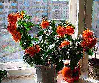 how to grow crossandra at home