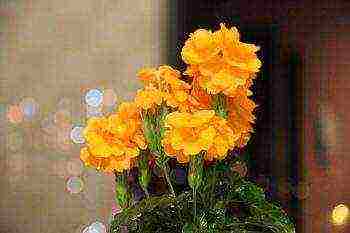 how to grow crossandra at home