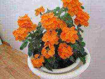 how to grow crossandra at home