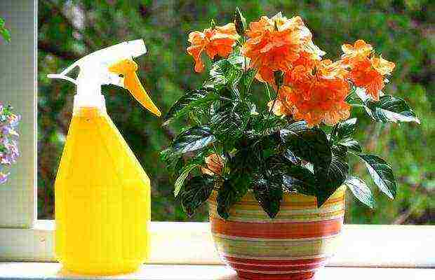 how to grow crossandra at home