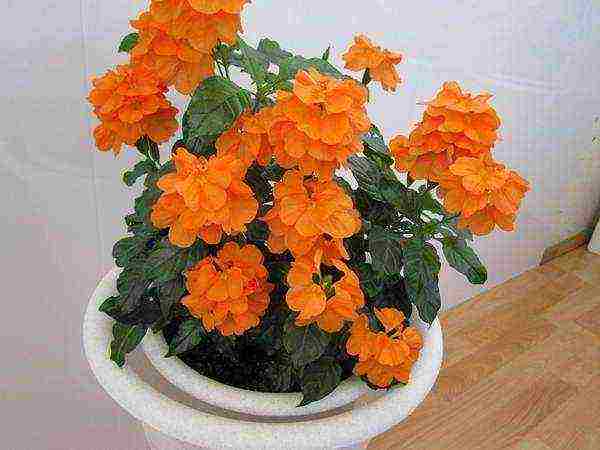 how to grow crossandra at home