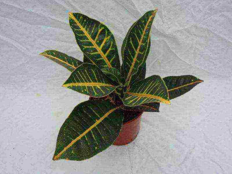 how to grow croton at home