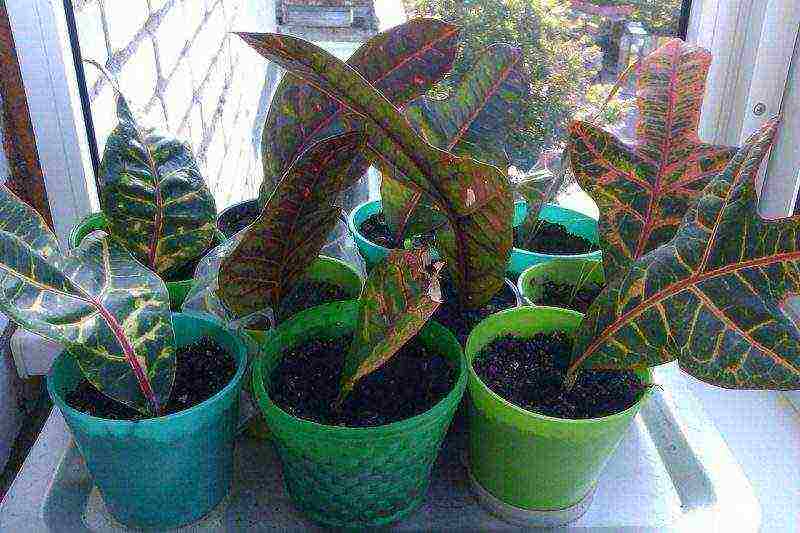 how to grow croton at home